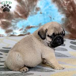 Carlos, Pug Puppy